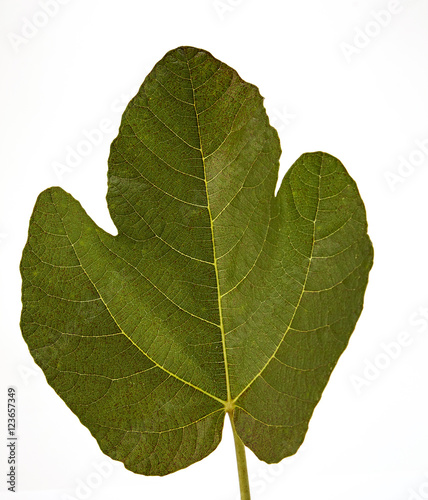 fig tree leaf