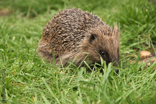 Wild European hedgehog in a garden setting