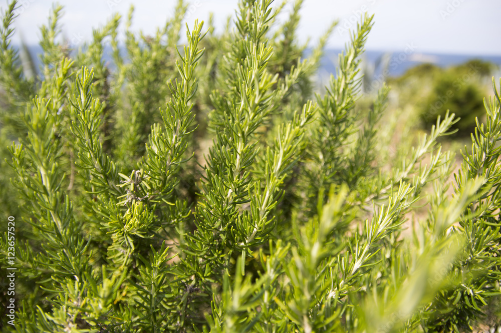 Rosemary (Rosmarinus officinalis) Rosemary (Rosmarinus officinalis)
