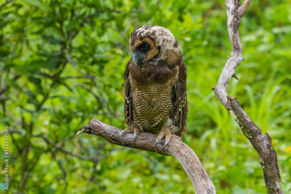Asian Brown Wood Owl Asian Brown Wood Owl