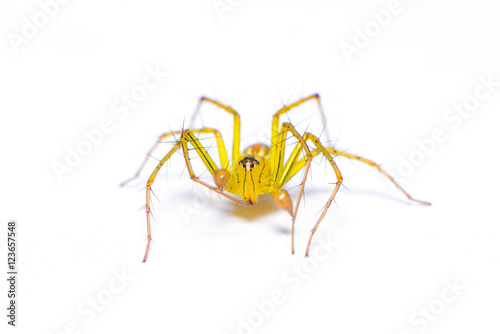 The jumping spider isolated on the white background.