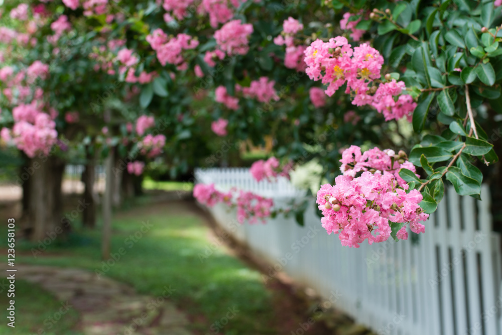 Obraz premium Pink Crepe Myrtles near a picket fence.