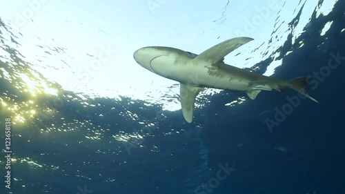 A oceanic whitetip (Longimanus) in the Red Sea. photo