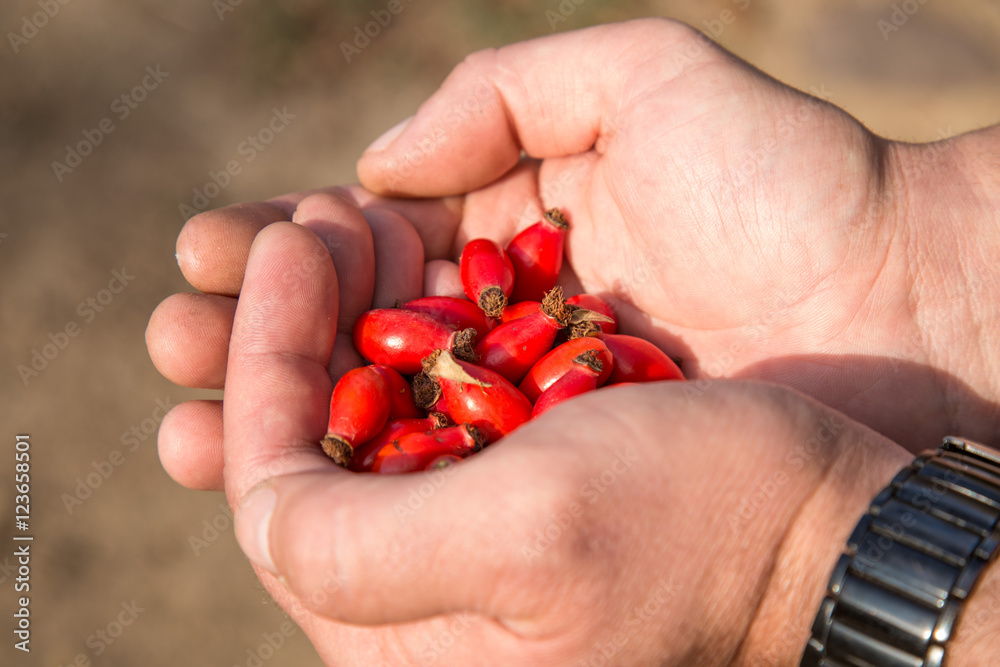 red ripe berries of wild rose in the hand in nature red ripe berries of wild rose in the hand in nature