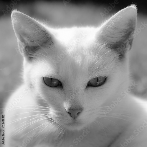 katze, kot photo