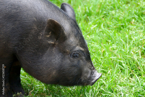 Black pig on a background of the grass