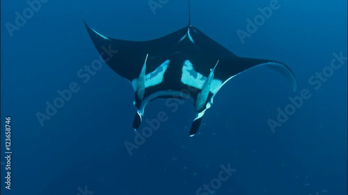 Diving below a giant manta ray at Socorro, Mexico.