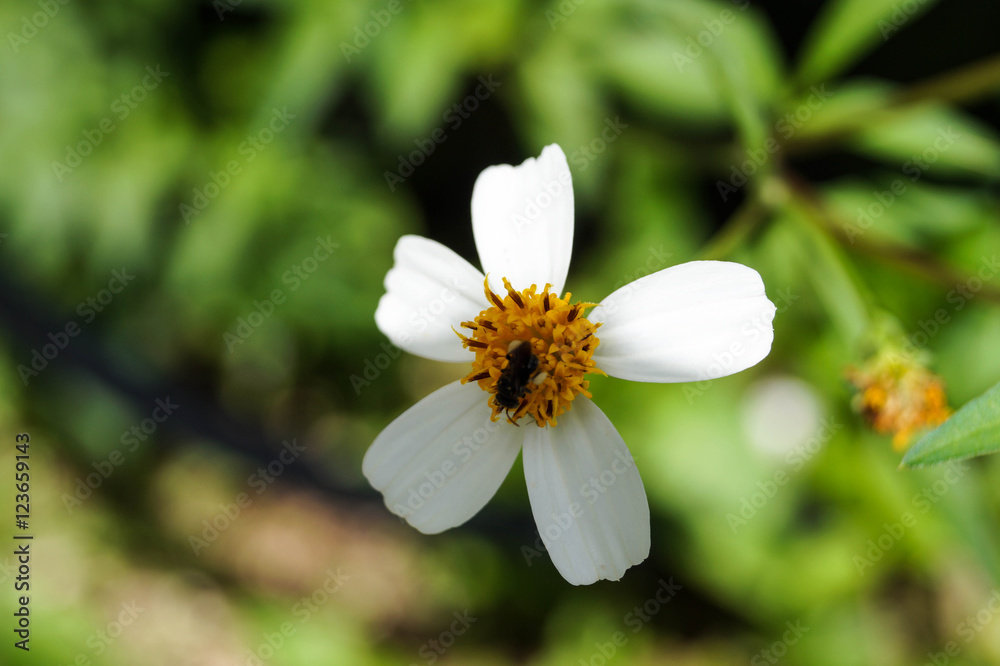 Flor Flor