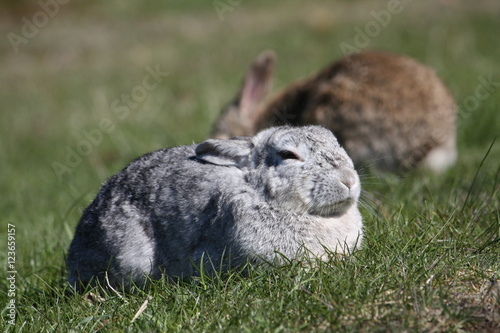 Sunbathing happy wild rabbits
