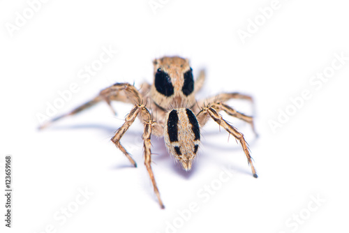 The hairy spider isolated on the white background.