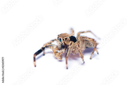 The hairy spider isolated on the white background. © phichak