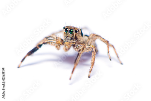 The hairy spider isolated on the white background.