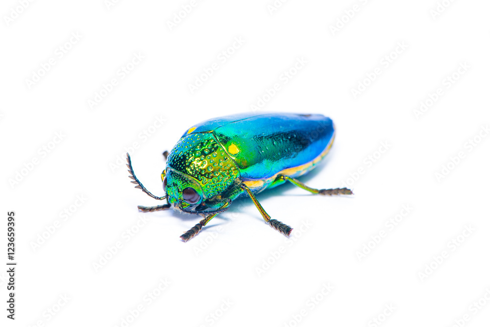 Jewel beetle isolated on the white background. Jewel beetle isolated on the white background.