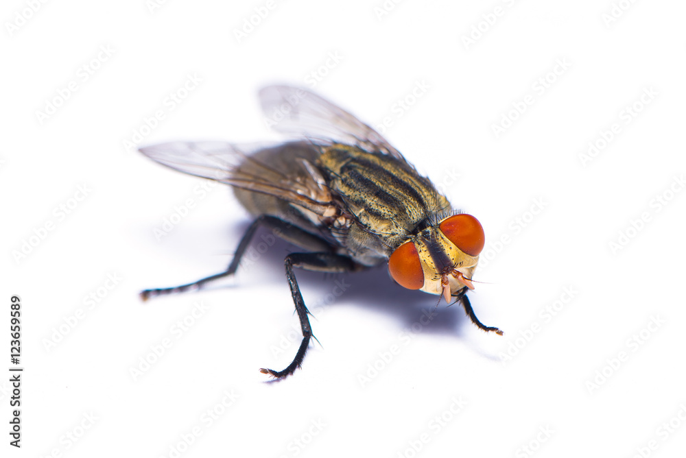 Fototapeta premium The housefly isolated on the white background.