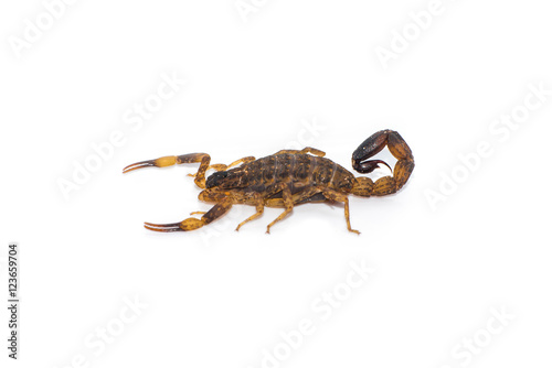 Thai scorpion isolated on the white background.