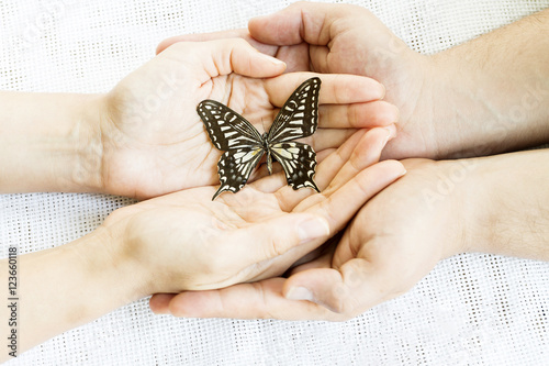 Butterfly and Donate Consept