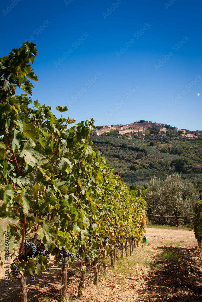Naklejka premium Donoratico, Castagneto Carducci, Livorno - Tuscany