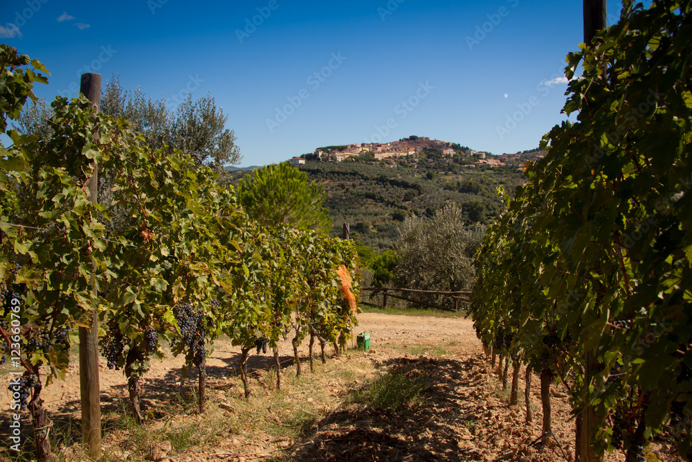 Naklejka premium Donoratico, Castagneto Carducci, Livorno - Tuscany