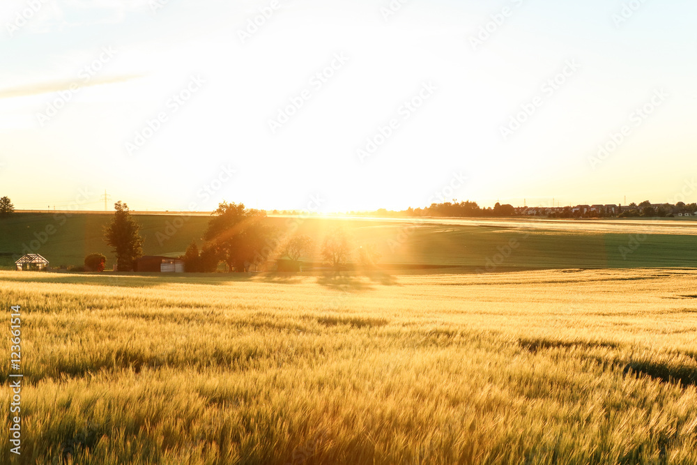 Fototapeta premium Goldener Sonnenuntergang, Feld, Spaziergang, Lichtstrahlen, Horizont 