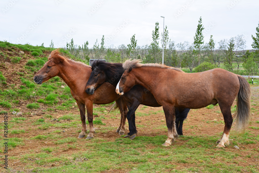 A group of Icelandic horses stand calmly by the roadside. A group of Icelandic horses stand calmly by the roadside.