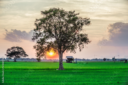 field landscape with trees at sunset