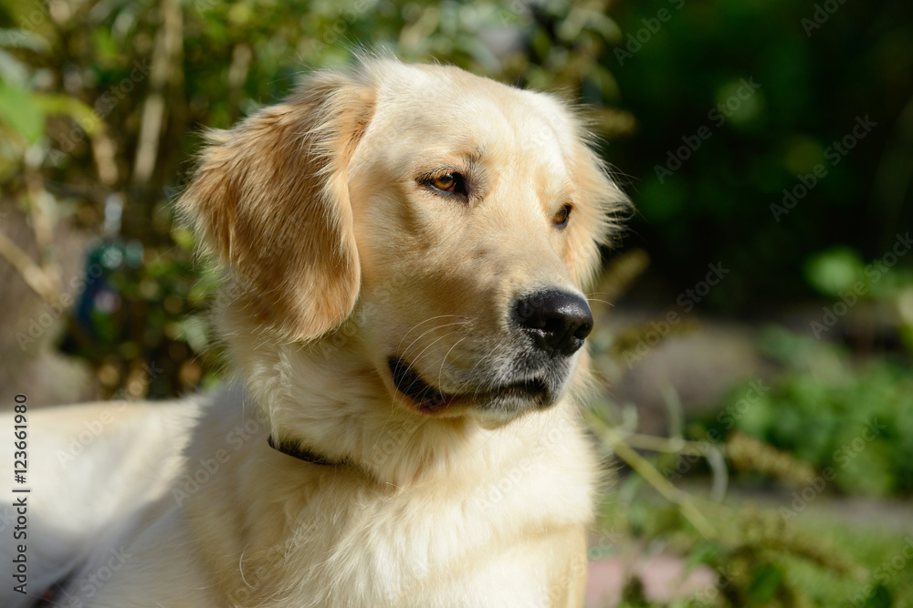 Dog golden retriever sitting and looking Dog golden retriever sitting and looking