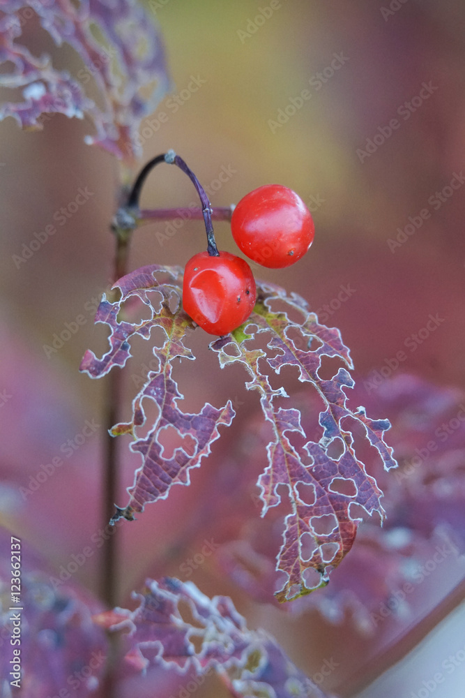 Herbstliches Potpourie