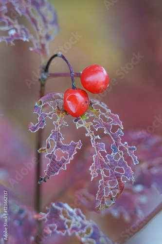 Herbstliches Potpourie