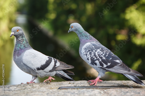 Pair of grey pigeons lovers great. Urban bird dove close. World of wild animals. The couple birds.