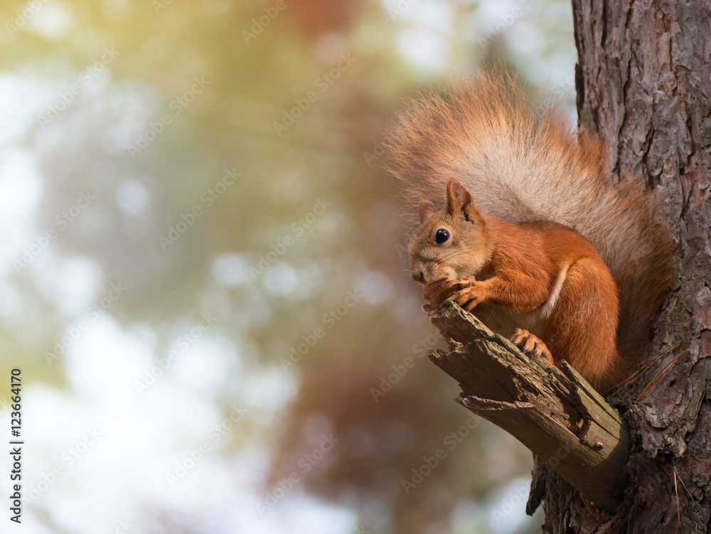Cute red squirrel sits on the tree and eating walnut in the spring park
