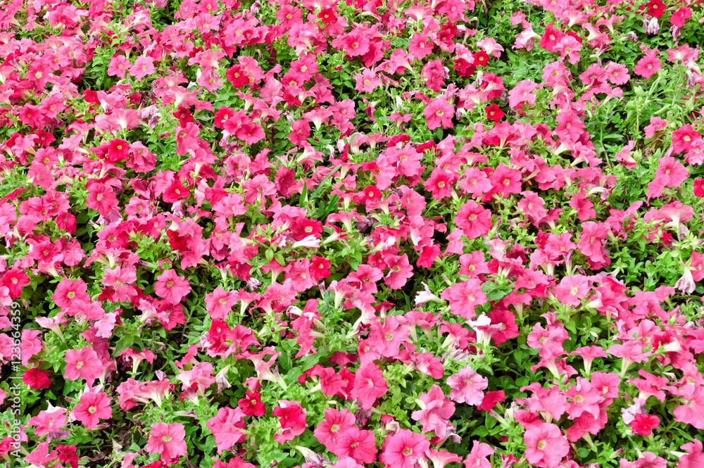 A lot of pink flowers