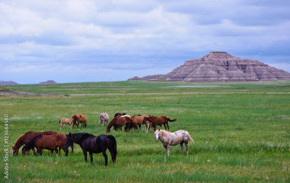 Horses grazing near Badlands South Dakota Horses grazing near Badlands South Dakota