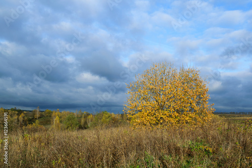 Осенний пейзаж с видом желтого дерева в поле, неба и густых облаков 