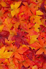 Autumn Leaves Background