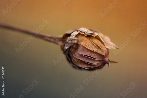Dry flowers in the sun rays