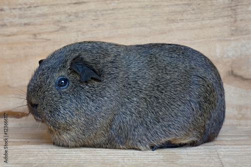 Agouti-Meerschweinchen (Glatthaar)