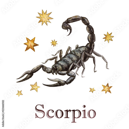 Zodiac sign - Scorpio.  Watercolor Illustration.