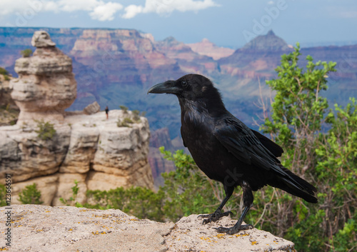 Raven Looks over Grand Canyon