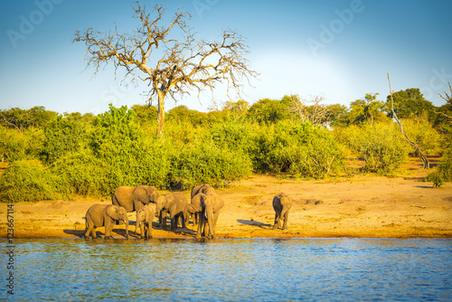 Elephant Herd At Rivers Edge
