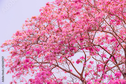 Fototapeta Naklejka Na Ścianę i Meble -  Tabebuia rosea