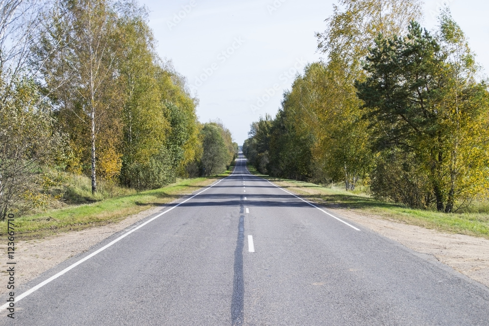 asphalt road in the forest