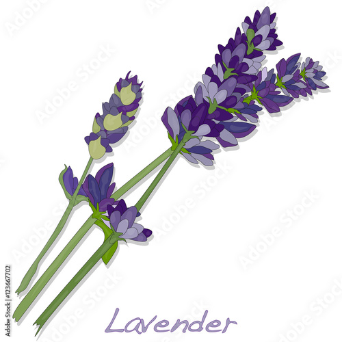 Lavander flower vector.