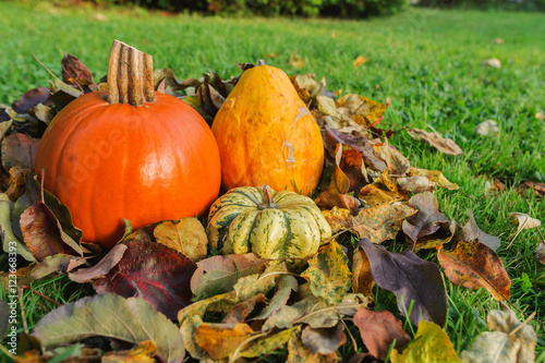 Pupmkins on fallen leaves in the garden photo