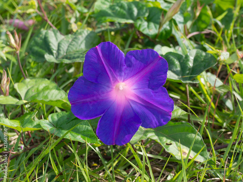 Purple Morning Glory Flower photo