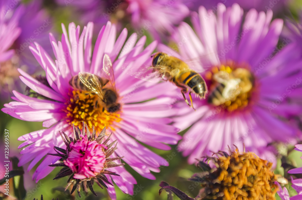 the bee on a flower collects pollen the bee on a flower collects pollen
