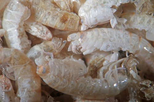 Pile of dried Arthropoda by microscope. Gammarus pulex is small crustacean Amphipoda. Aquarium feeds suitable for fish, reptiles, birds