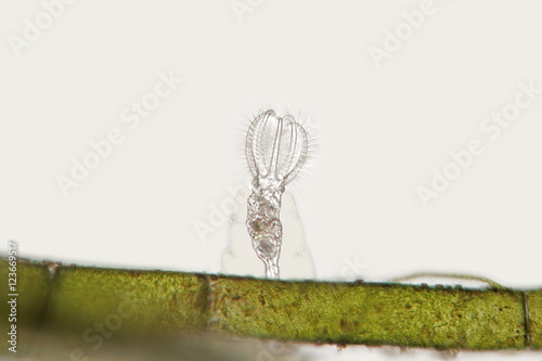 Pile of dried Arthropoda by microscope. Gammarus pulex is small crustacean Amphipoda. Aquarium feeds suitable for fish, reptiles, birds