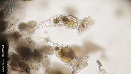 фотографія Pile of dried Arthropoda by microscope