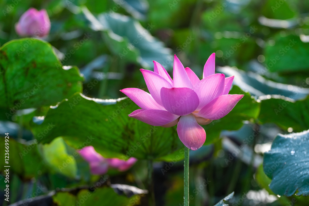 Pink lotus flower with green leaf background. Dong Thap, VietNam