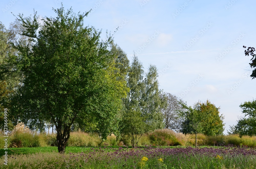 Naturlandschaft Blumen, Bäume unter blauem Himmel im September Oktober - Herbstanfang Naturlandschaft Blumen, Bäume unter blauem Himmel im September Oktober - Herbstanfang
